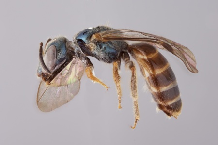 [Rhectomia female (lateral/side view) thumbnail]